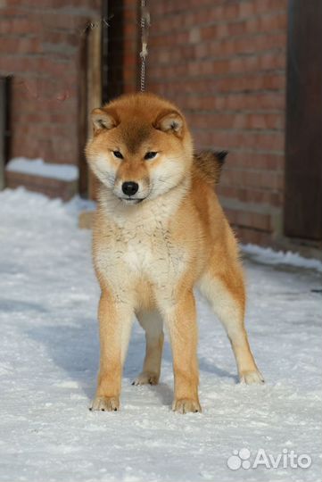 Щенки Сиба ину
