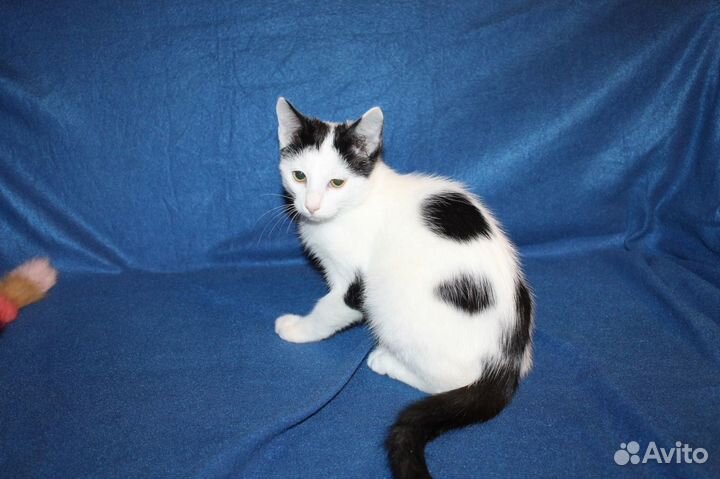 Юный Чук пристраивается в добрые руки