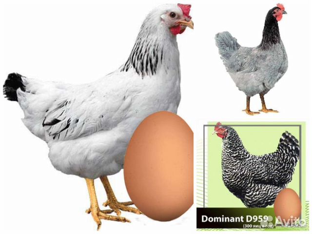 доминант д104