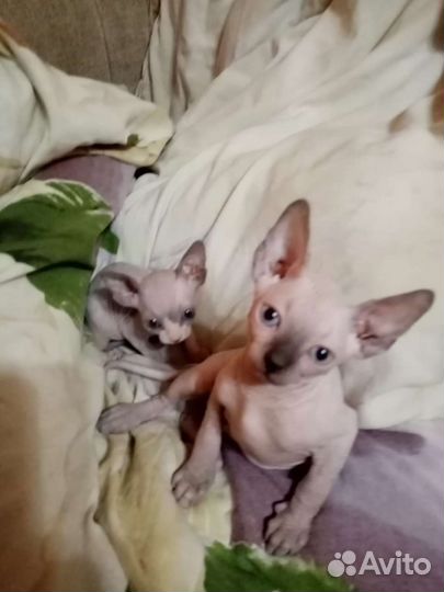 Канадский сфинкс