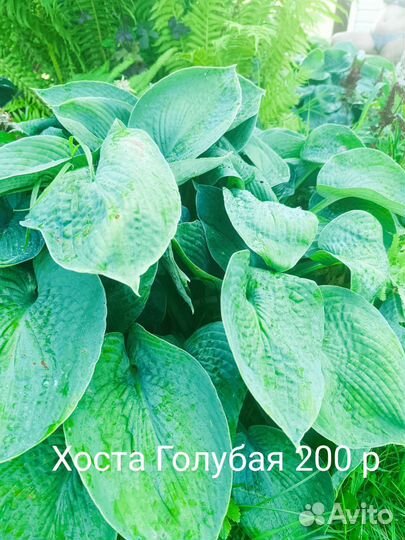 Многолетние цветы
