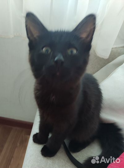 Котята для вас