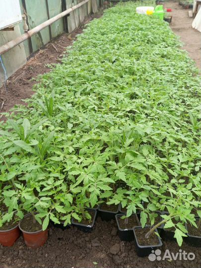 Рассада помидор