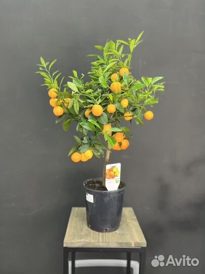Цитрусовое дерево