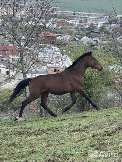 Карачаевский жеребец