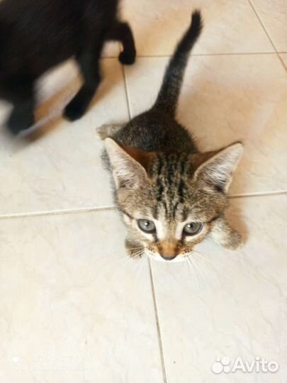 Кошки бесплатно