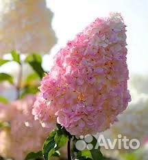 Гортензия метельчатая