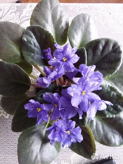 Сортовые фиалки,детки