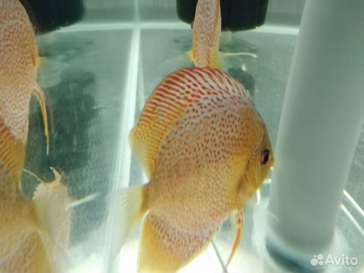 Дискусы (цихлиды)