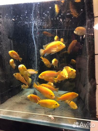 Аквариумные рыбы