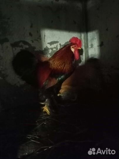 Птица домашняя