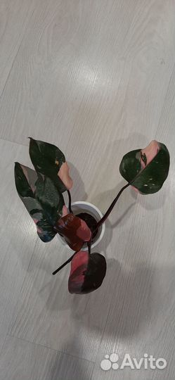 Филодендрон розовая принцесса
