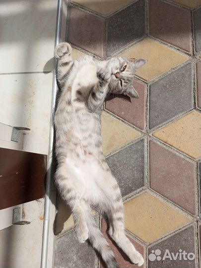 Хорошая девочка, в добрые руки