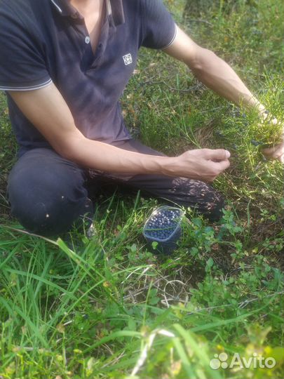 Ягода черника 300р +бесплатная доставка