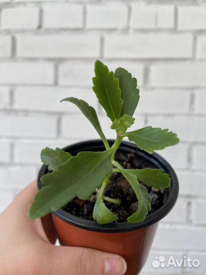 Каланхоэ Долли