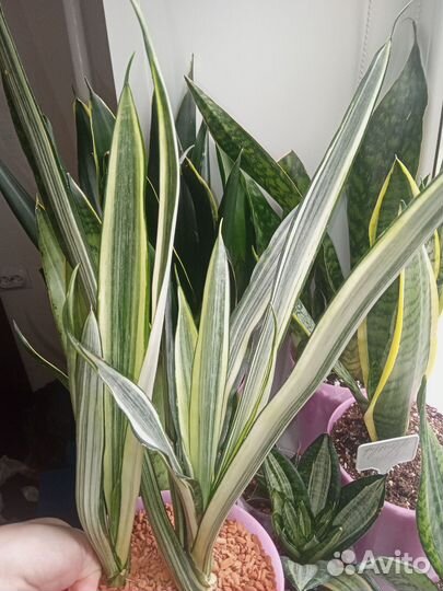 Сансевиерия Бентель Сенсейшн и дракон