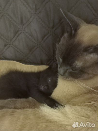 Котята сиамки (помесь)