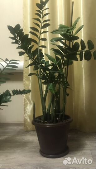 Замиокулькас