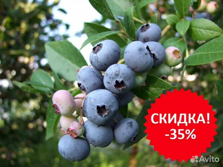 Голубика Сорт Торро