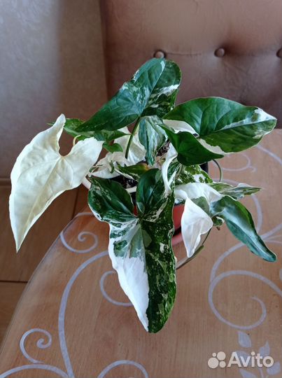 Сингониумы сортовые