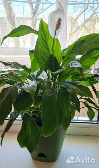 Комнатные цветы Спатифиллум Фуксия Бальзамин