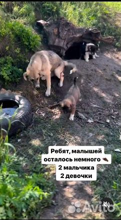 Пристраиваем щенят