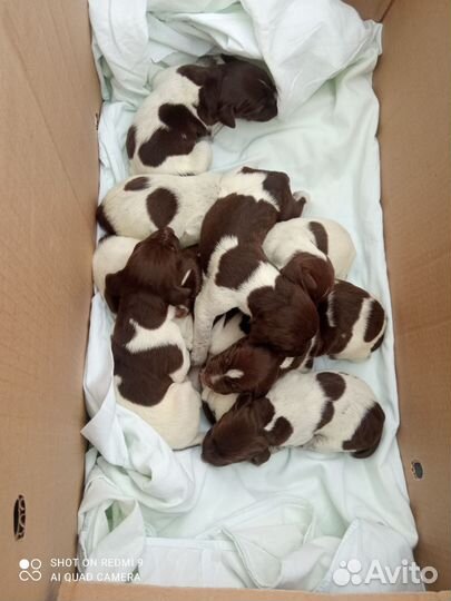 Продам щенков курцхаара от рабочих родителей