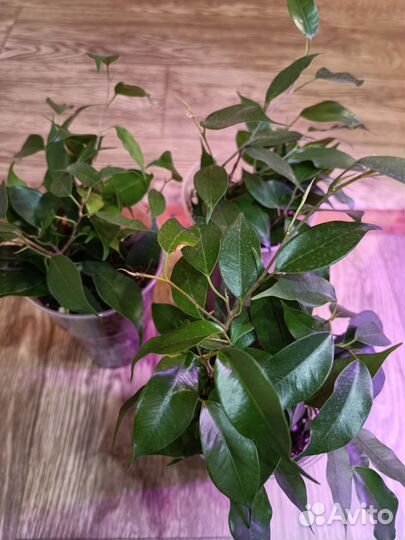 Фикус бенджамина