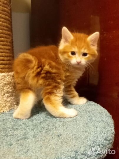 Солнечные рыжики