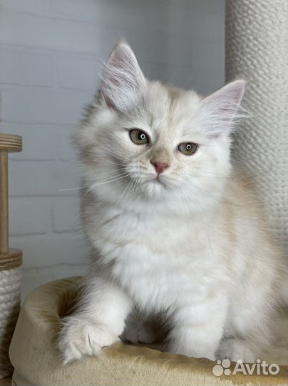 Сибирский котенок. Сибирские котята