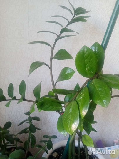 Спатифиллум