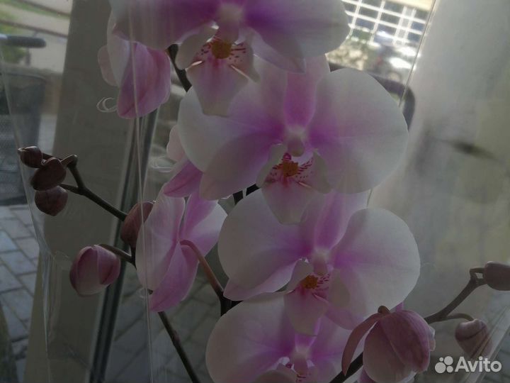 Комнатные цветы