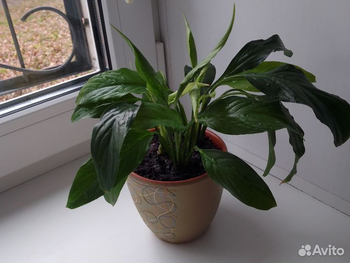 Спатифиллум