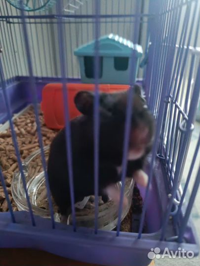 Хомяк с клеткой
