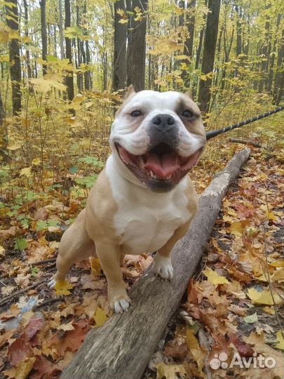 Вязка амбулли