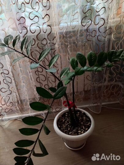 Замиокулькас