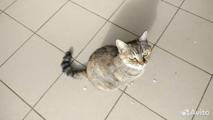 Кошка Добрая и Благодарная Во Всем