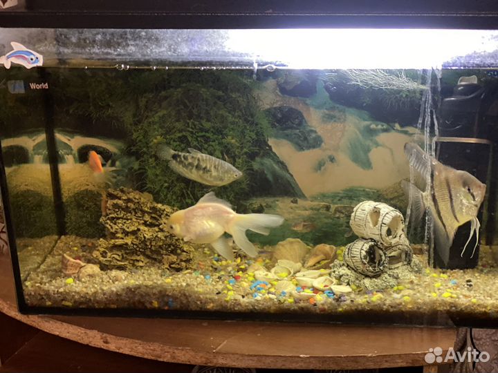 Аквариум с рыбками