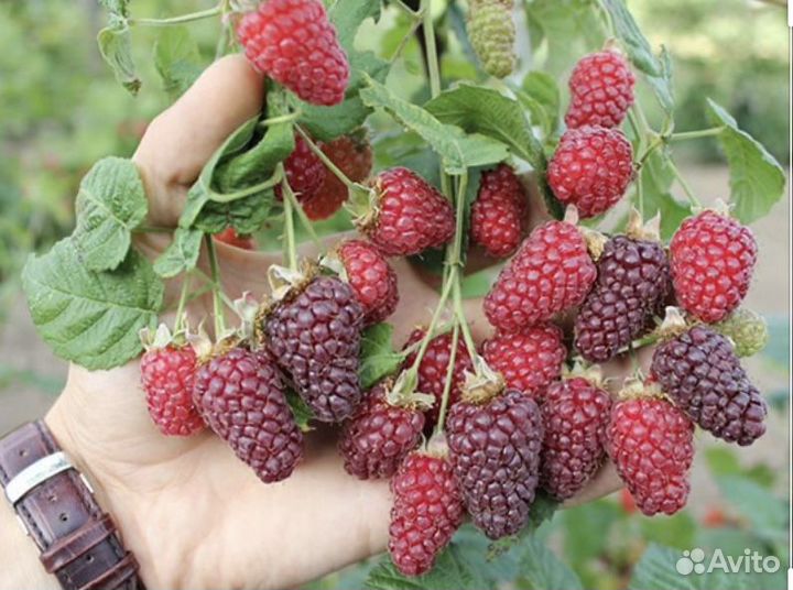 Ежемалина тайберри