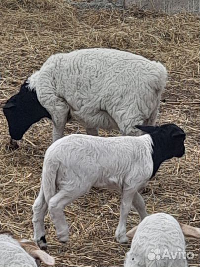 Баранчики Дорпер