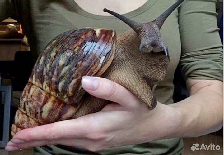 Улитки ахатины альбиносы