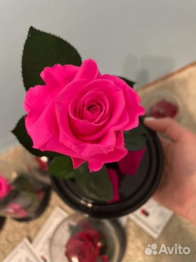 Розовая роза в колбе