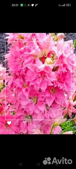 Дельфиниум гиацинтовый