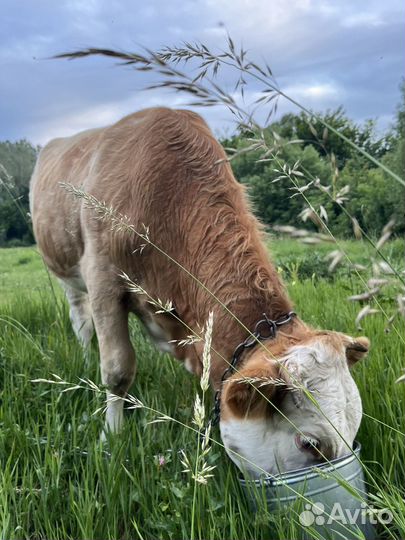 Телка стельная