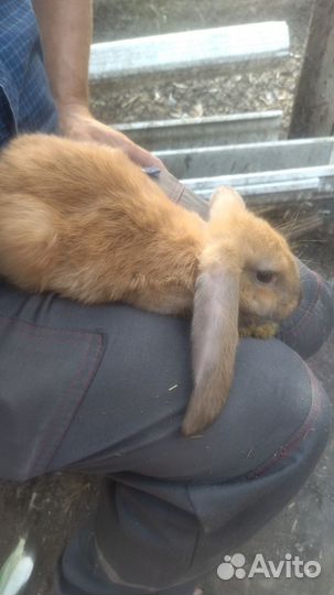 Кролик французский баран