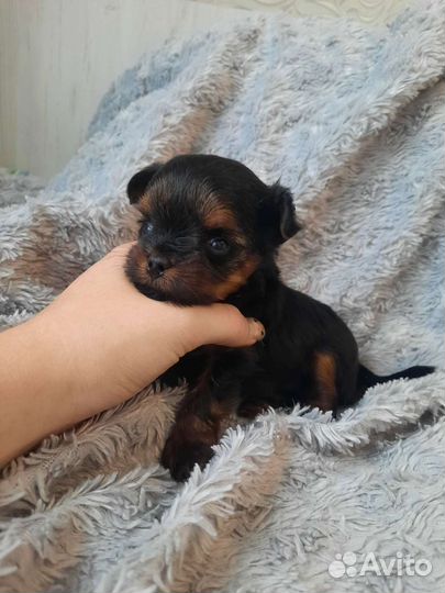 Йоркширский терьер мини