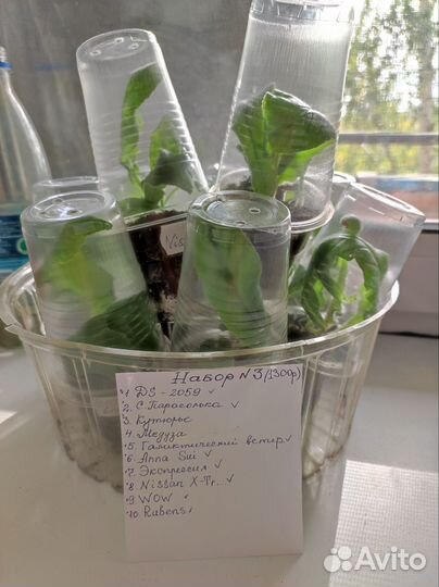 Стрептокарпусы