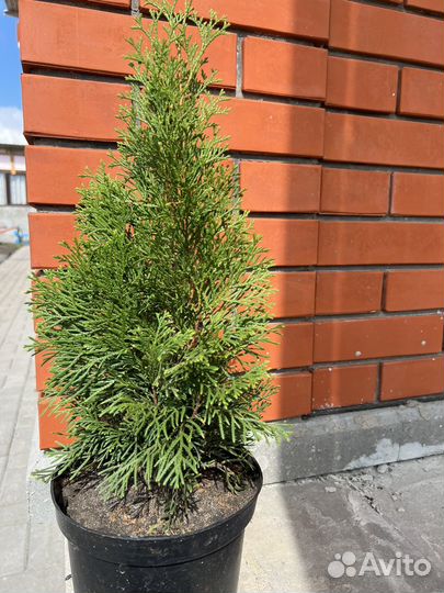 Туя смарагд