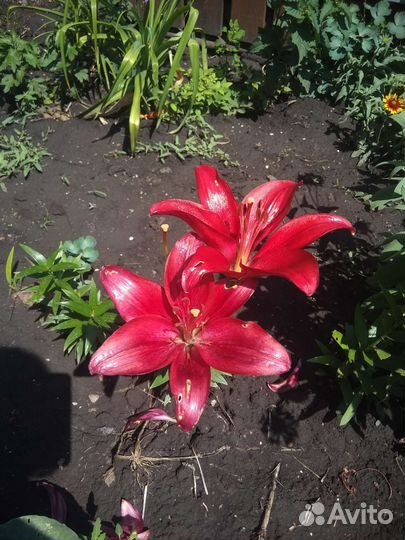 Лилии луковицы