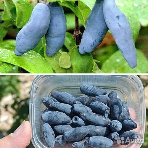 Жимолость Восторг (саженец 2 года) (1 саженец)